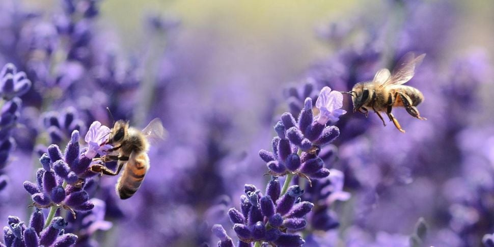 Why we should ‘tell the bees’