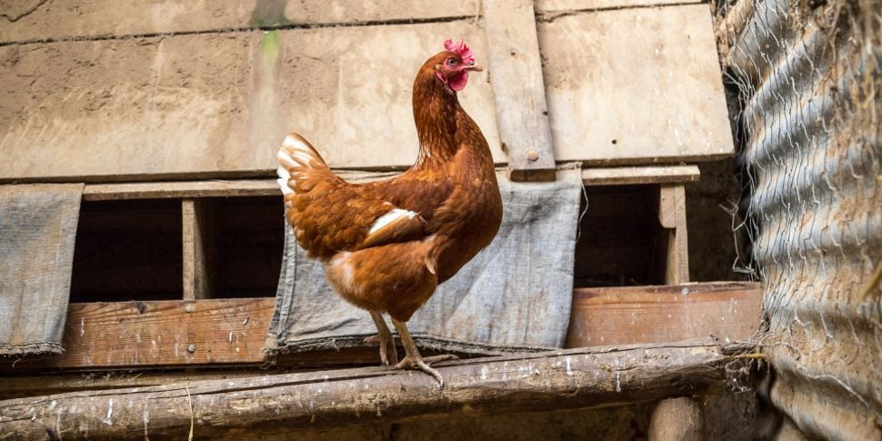 Farmers warned of bird flu ris...