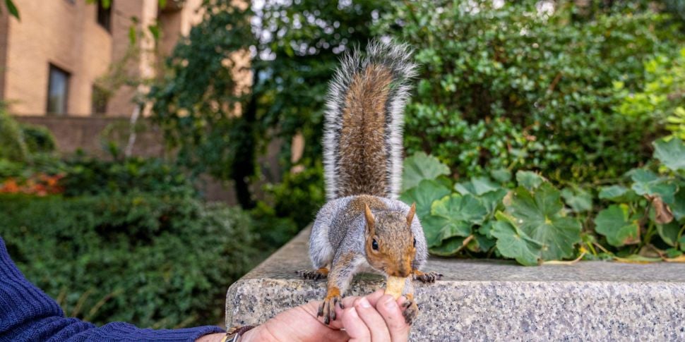 Famous social media pet squirr...