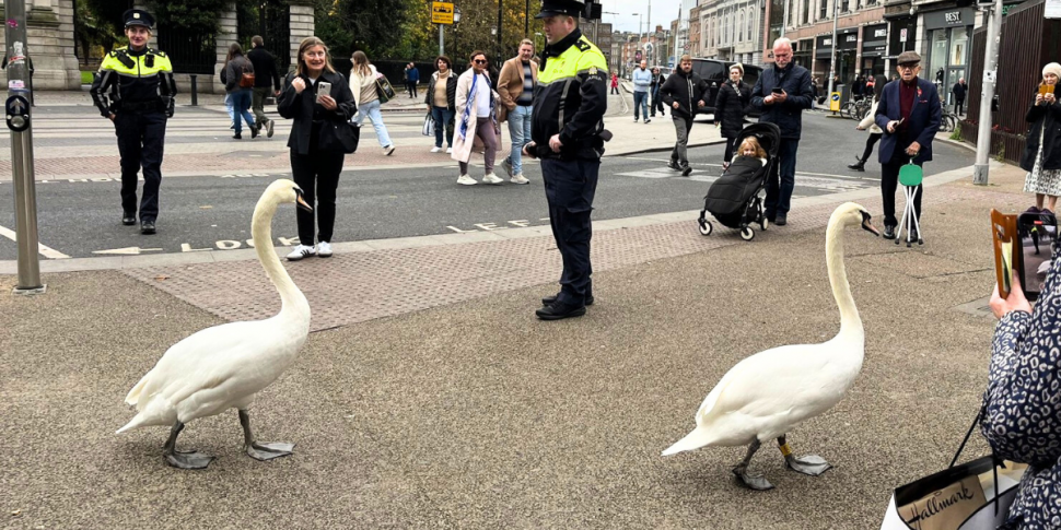 WATCH: Loose swans granted Gar...