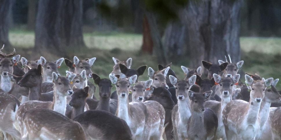 Do we need deer culling?