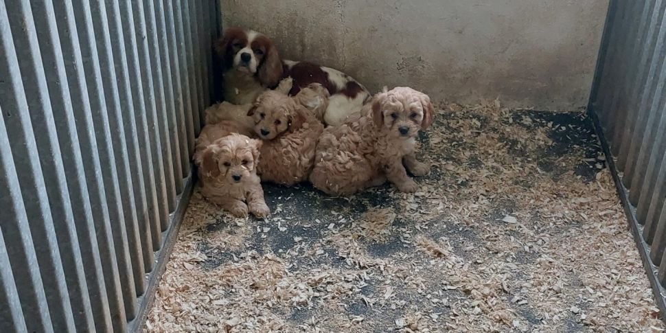 ISPCA issues puppy farm warnin...