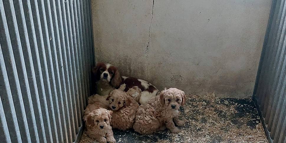 ISPCA issues puppy farm warnin...