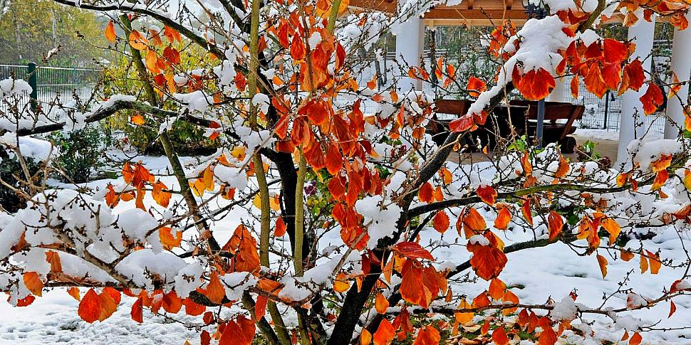 Winter gardening with Diarmuid...