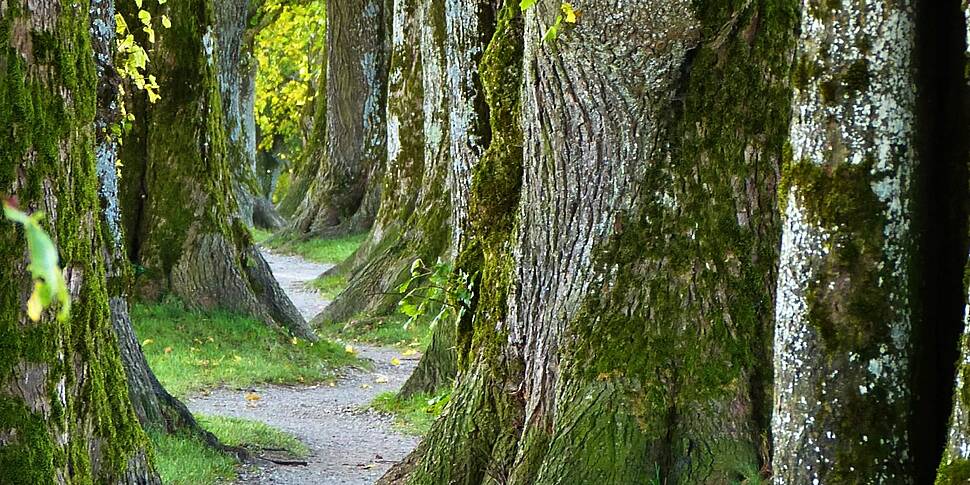 Should we have ‘forest schools...