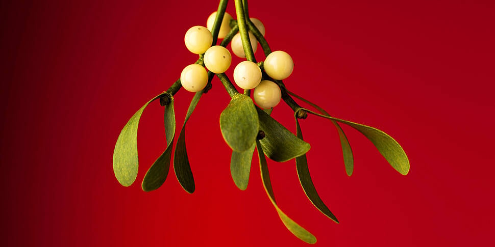 Decline in mistletoe sales bla...