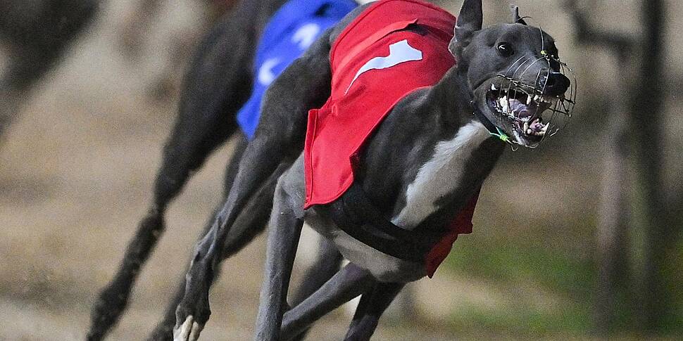 Should greyhound racing be ban...