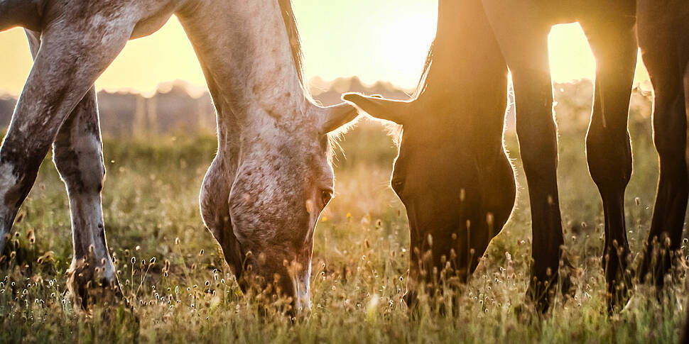 Bird flu found in horses for t...