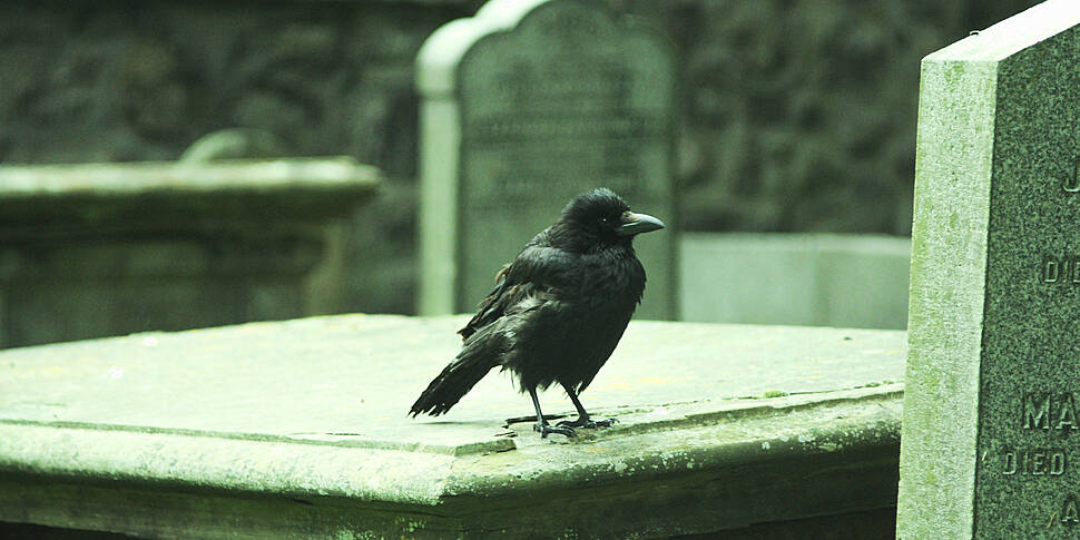 Could crows be responsible for...