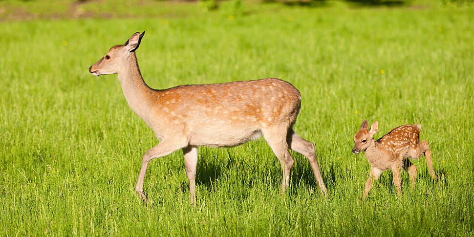 Invasive sika deer doing 'unto...