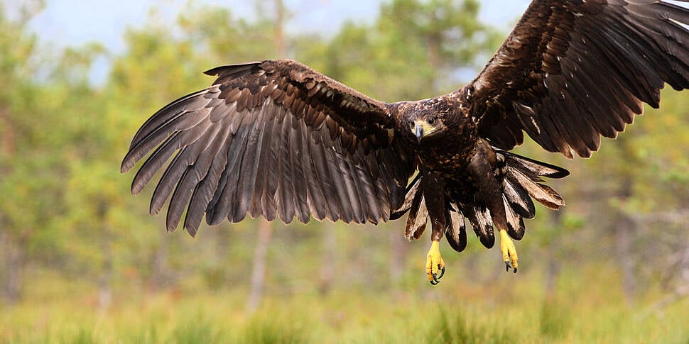 Killing of eagle in Westmeath...