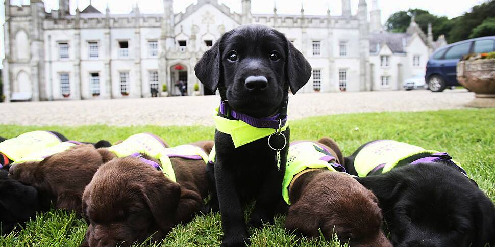 Irish Rail buys sniffer dogs t...