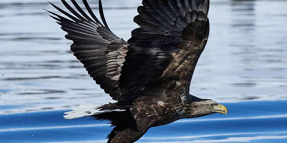 White-tailed eagle shot in Wes...