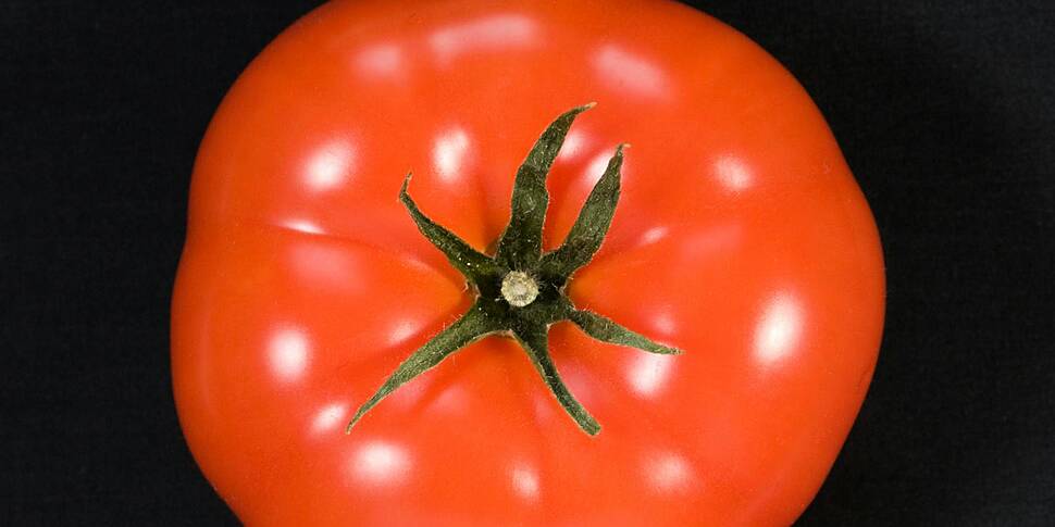 Green Scene: How tomatoes set...