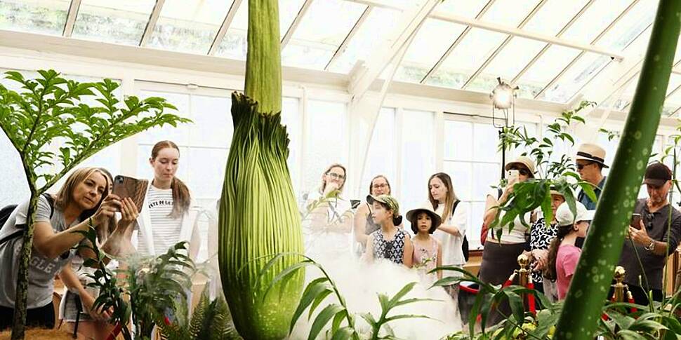 ‘Corpse flower’ is about to bl...