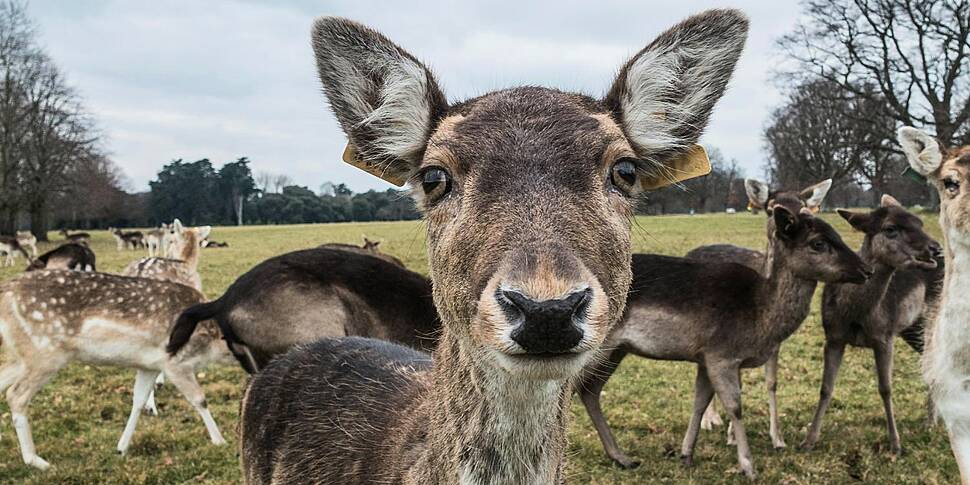 How can we protect the herd of...