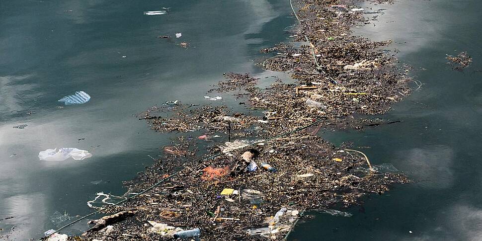 Green Scene: The great pacific...