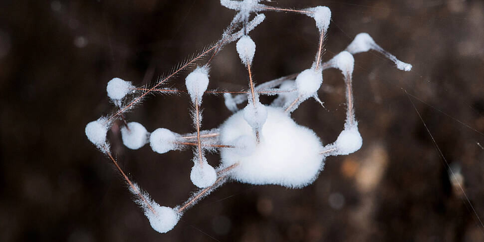 Fungus infected 'zombie' spide...