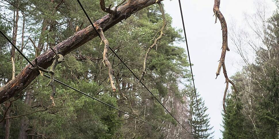 Farmers want to form tree-cutt...