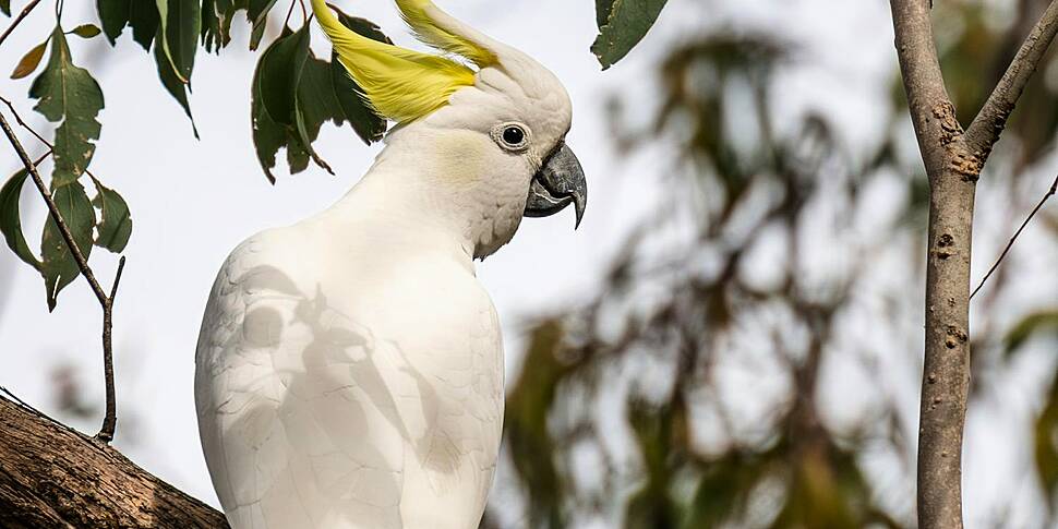 Study finds that cockatoos fla...