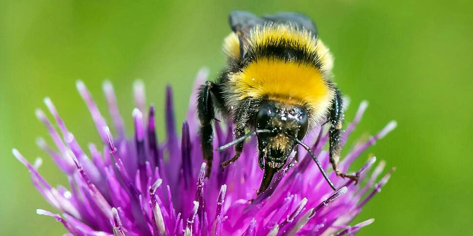 One in five species in Ireland...