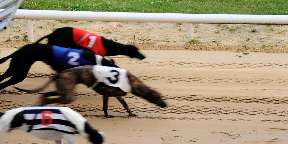 Should Ireland ban greyhound r...