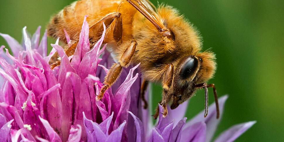 What can bees teach us about r...