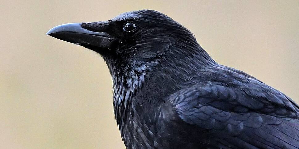 Why are crows so noisy?