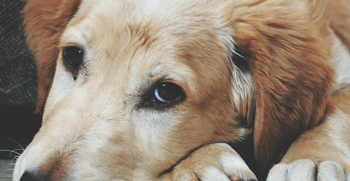 View of Dealing with dog stress and anxiety | Newstalk