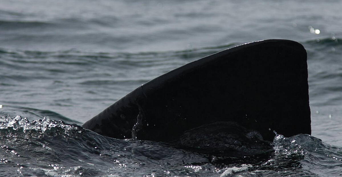 Bask In Where you can see basking sharks and whales in Ireland! | Newstalk