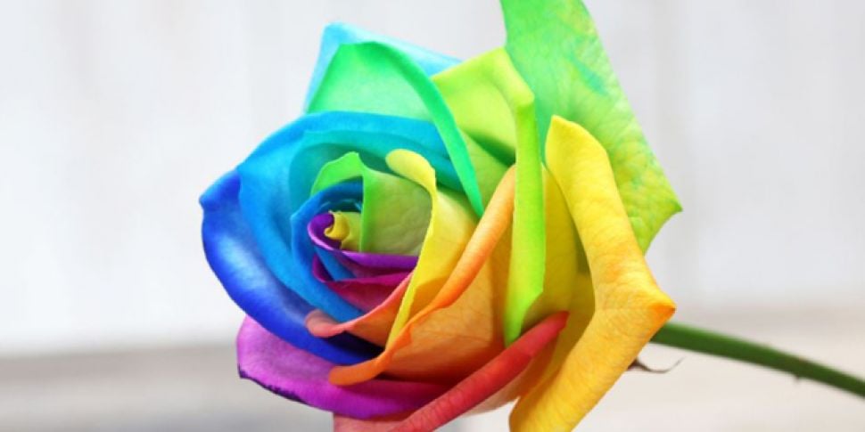 A Rose By Any Other Name Tesco Celebrates Equality With
