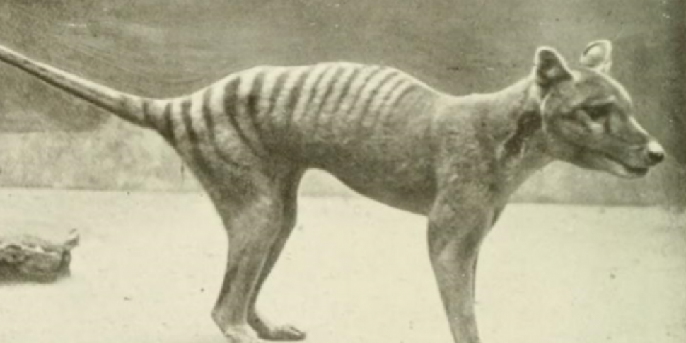 Image result for tasmanian tiger