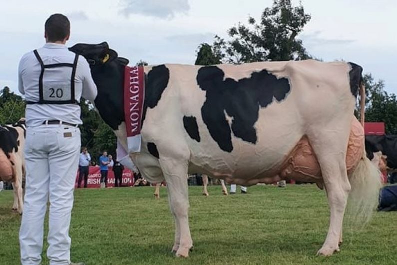 Monaghan cow 'one of the best' at Virginia Show