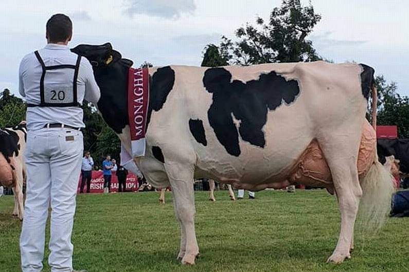 Monaghan cow 'one of the best' at Virginia Show