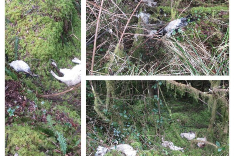 Over €1,500 spent clearing sheep carcasses dumped in Sliabh Beagh last week