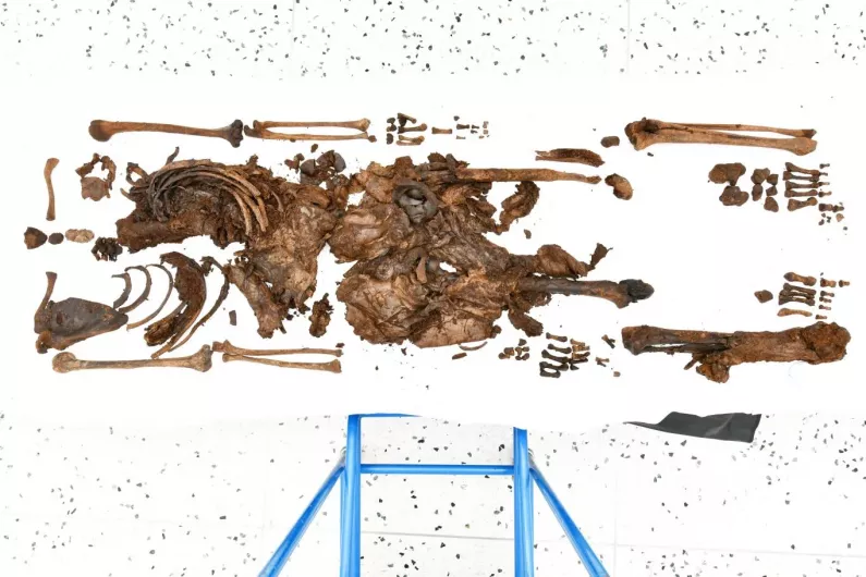 Body found in bog could be 2,500 years old