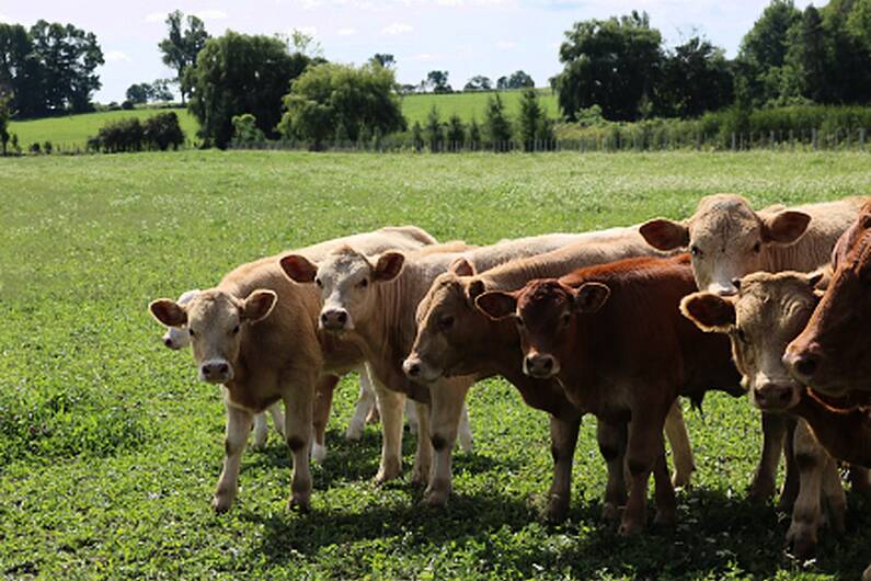 Cavan beef expert says small farms under threat