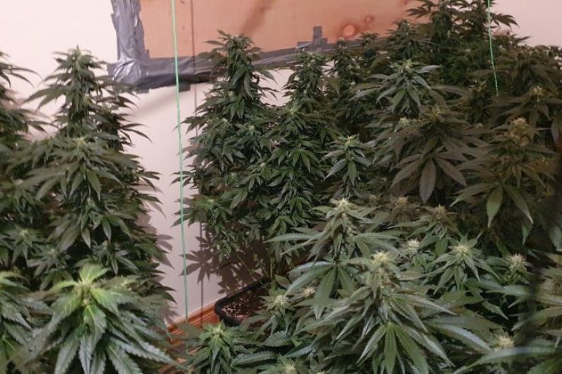 &euro;334k worth of cannabis seized in Belturbet