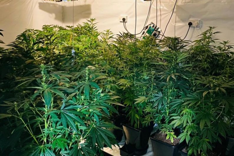 Man arrested after discovery of cannabis grow house in Castleblayney