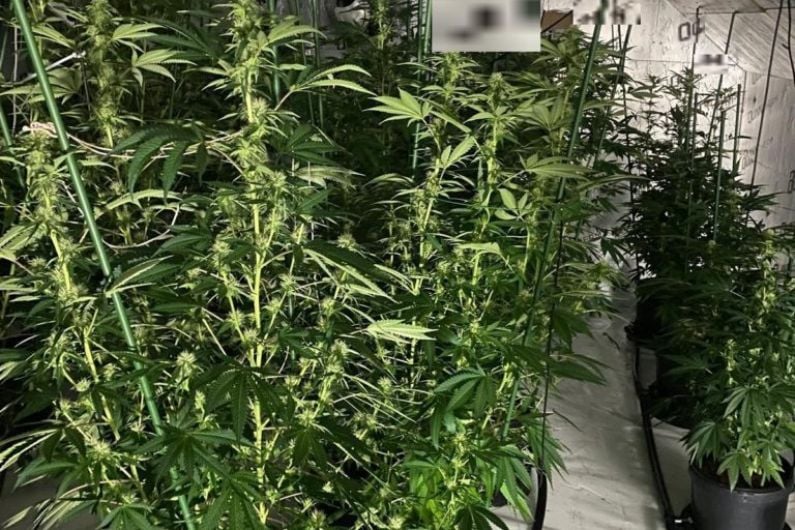 Cannabis with a value of &euro;88,000 seized in Castleblayney