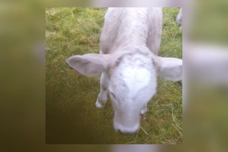 Cavan calf with heart and cross markings for sale