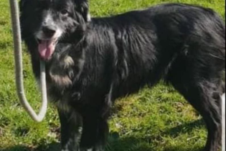 Searches continuing in Cavan for missing rescue dog recently saved from puppy farm