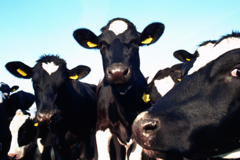 Calls to end live Irish calf exports to some countries