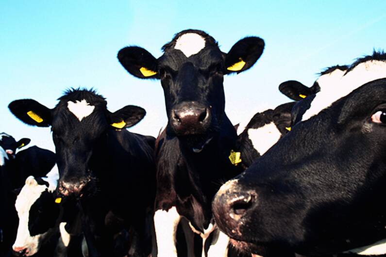 Calls to end live Irish calf exports