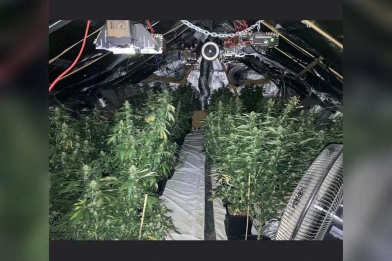 'Large quantity' of cannabis plants found in Monaghan