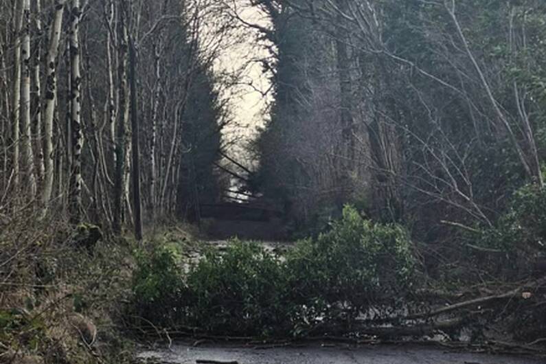 Meetings on maximising windblown timber in Cavan / Monaghan