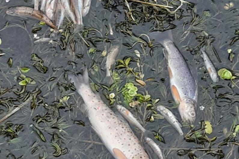 Over 150 fish killed in Ballinagh River incident in Co Cavan last week