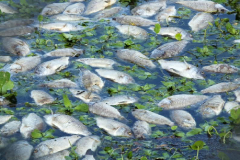 Inland Fisheries unable to 'confirm' cause of fish kill in Lough Sheelin