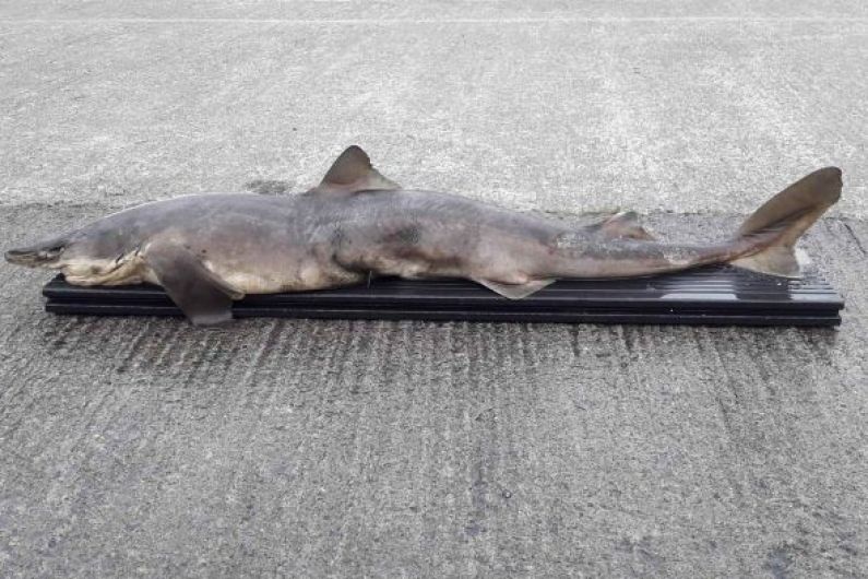 Inland Fisheries Ireland says discovery of dead shark in River Erne is a "cause for concern"