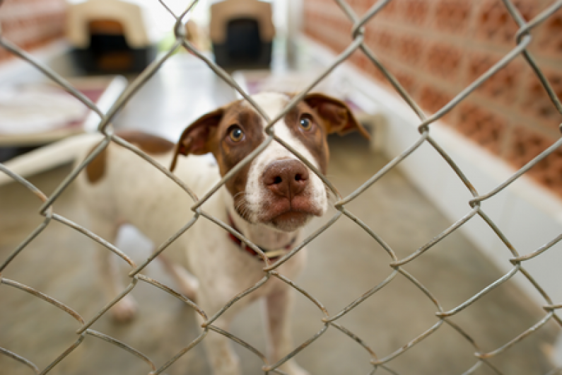 Intake of dogs at Monaghan pound 'more than doubles'